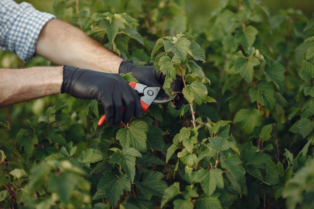 5 Kesalahan saat Bottom Pruning Tanaman, Jangan Asal Potong!
