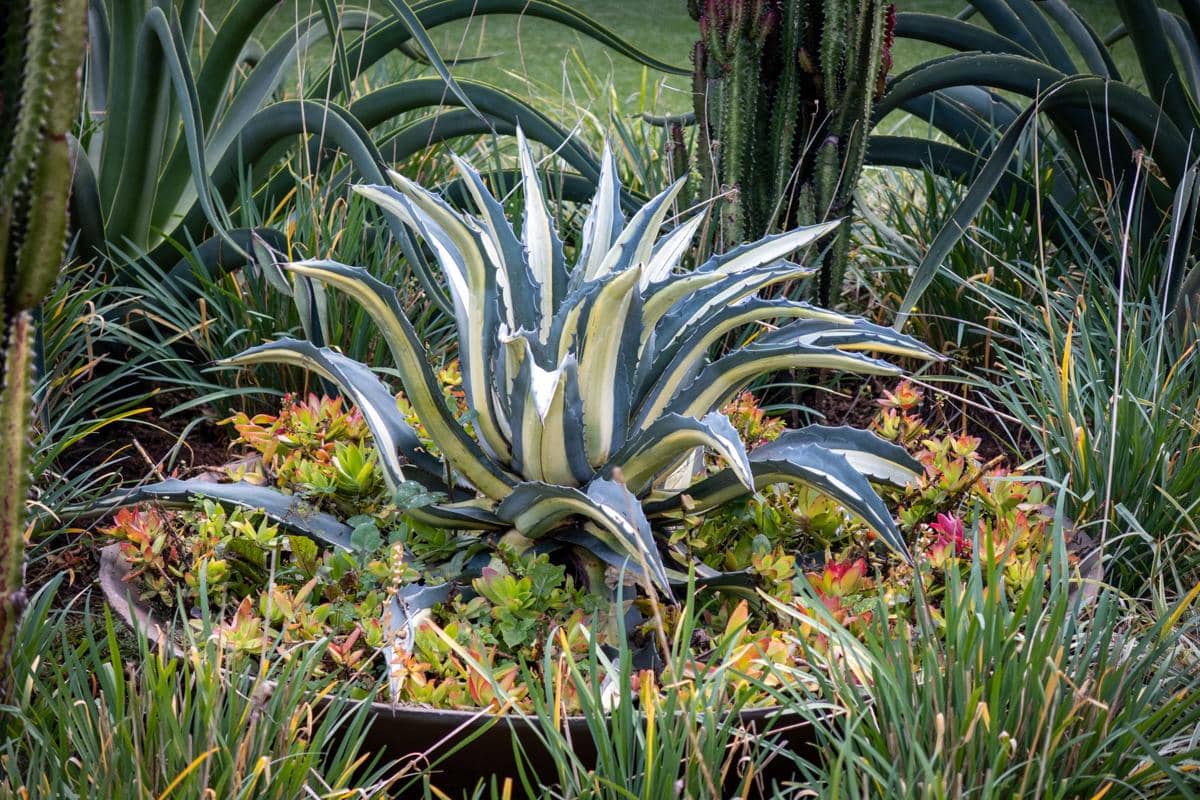 ilustrasi agave americana