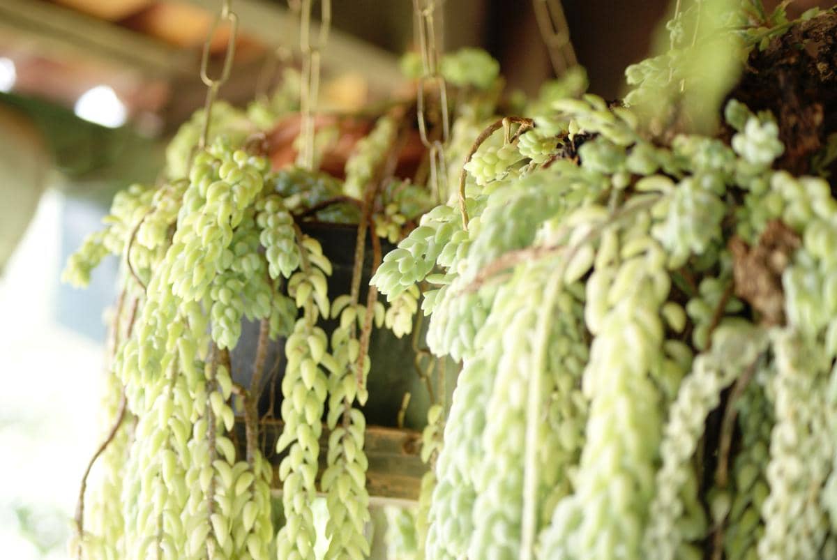 ilustrasi sukulen sedum morganianum