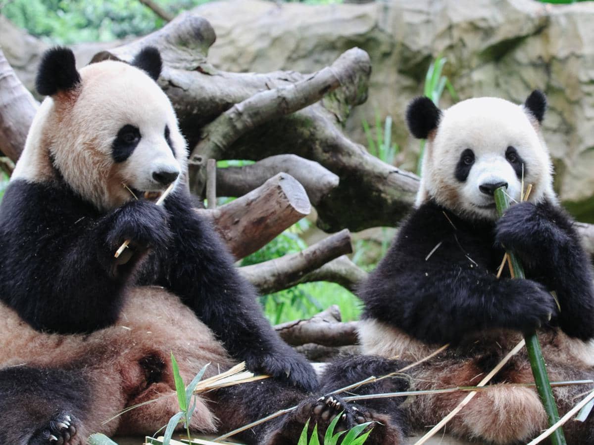 Dua Panda China Segera Tiba di Atlanta, Xi Jinping: Simbol Persahabatan