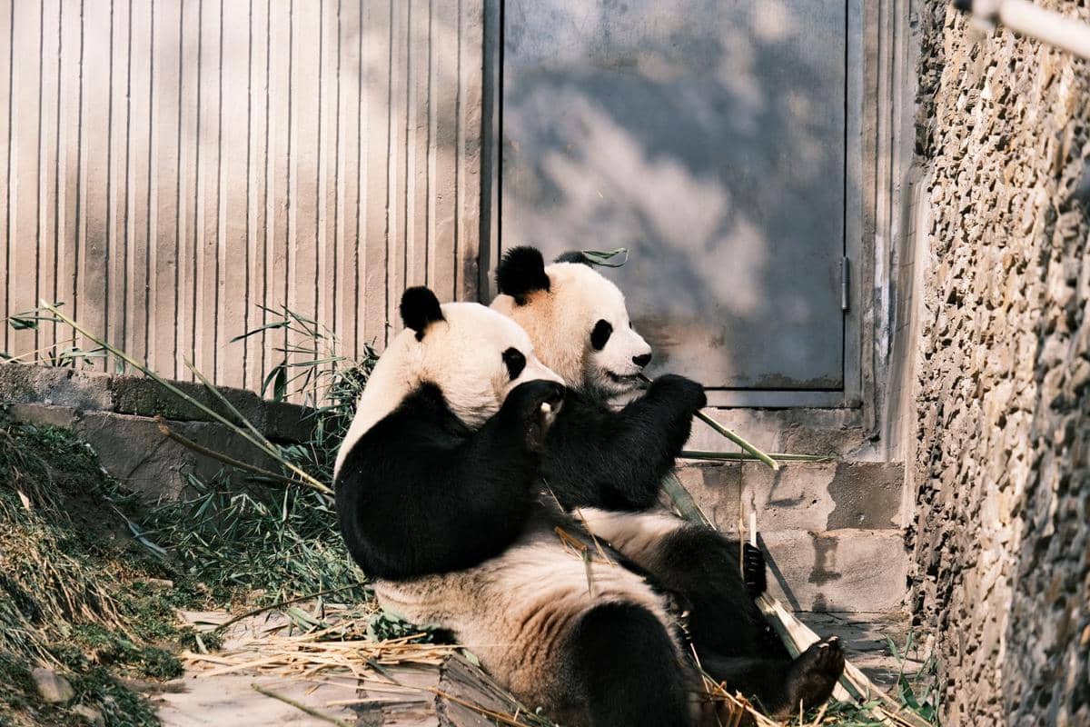 ilustrasi panda