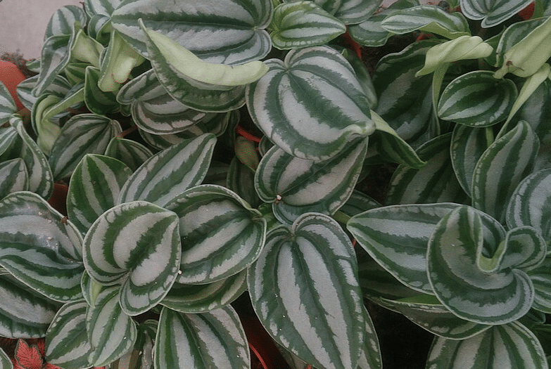 5 Tanaman Hias dengan Detail Daun Menawan yang Cocok Jadi Koleksi Pemula