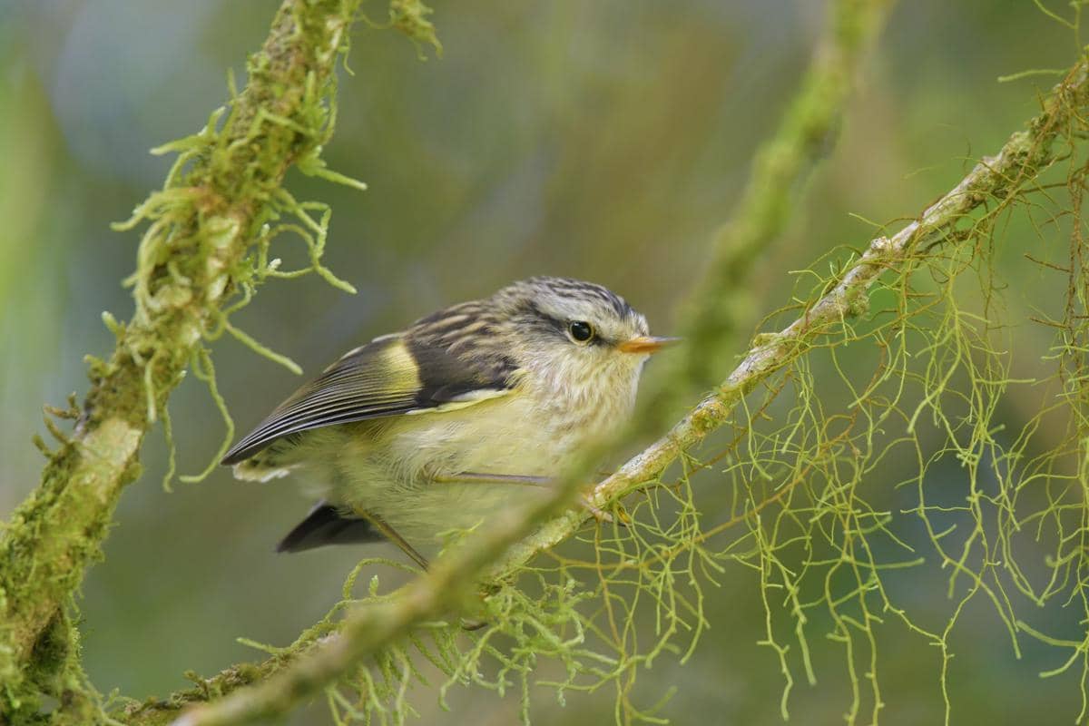 Burung rifleman