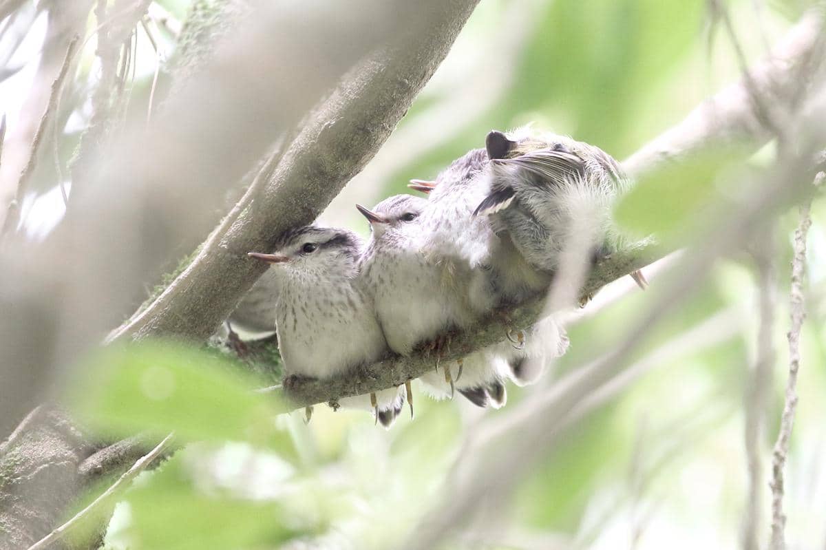 Anakan burung rifleman sedang menunggu induknya datang.