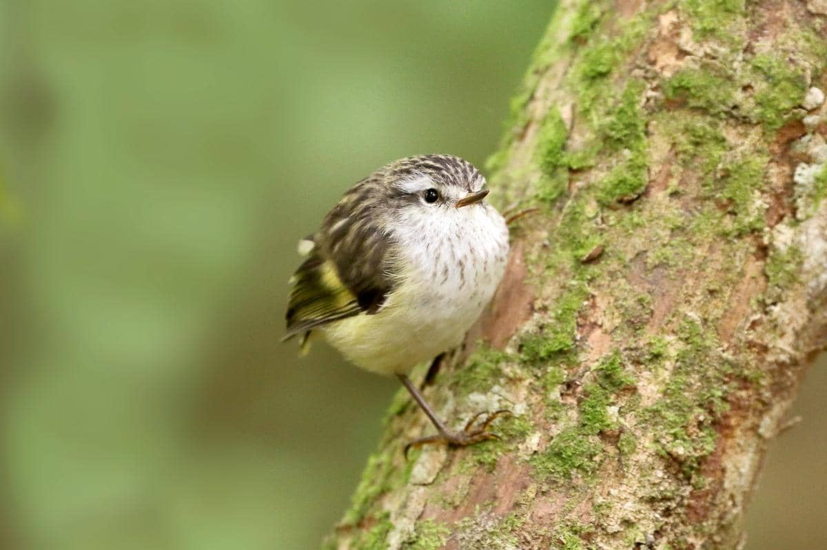 5 Fakta Menarik Rifleman, si Burung Mungil Endemik Selandia Baru
