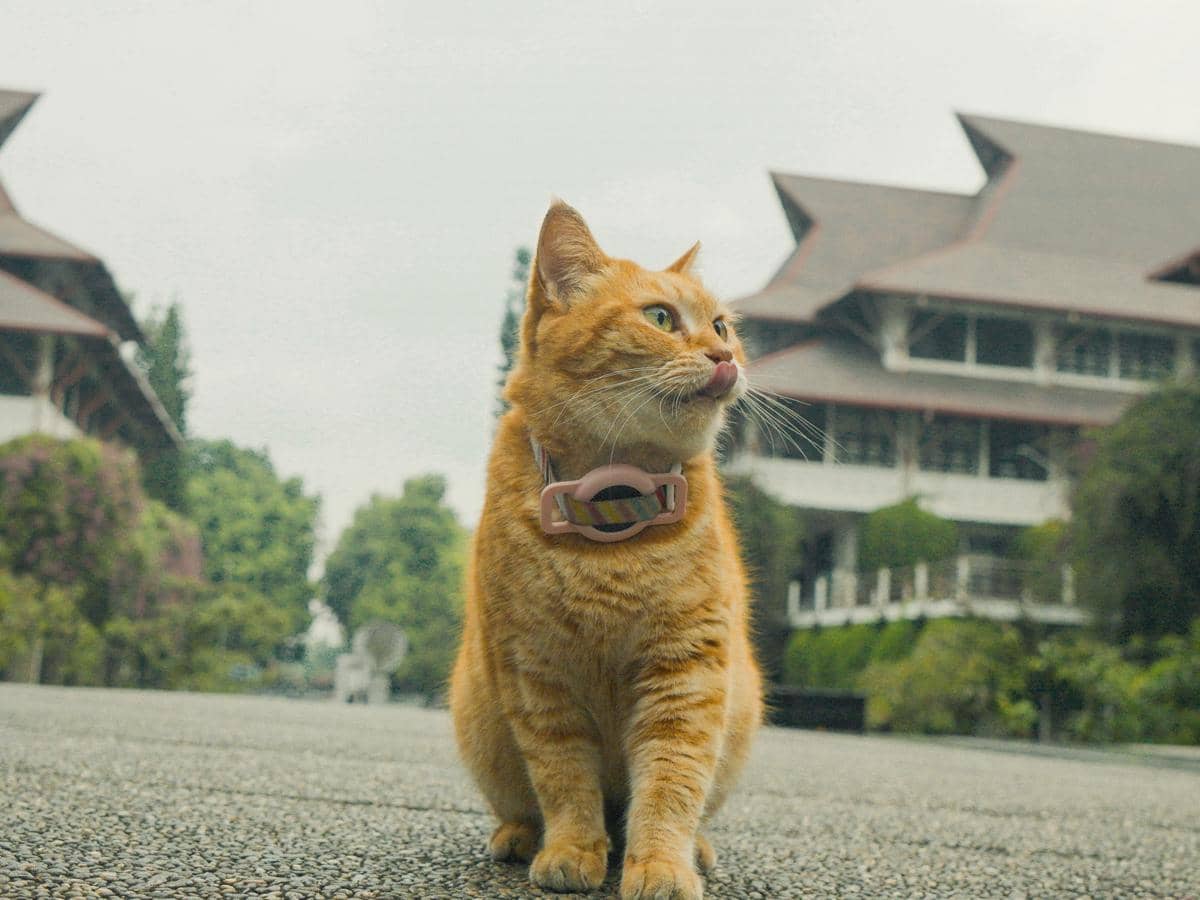 Perjalanan Siti dari Kucing ITB Jadi Bintang Film Pendek Meong!