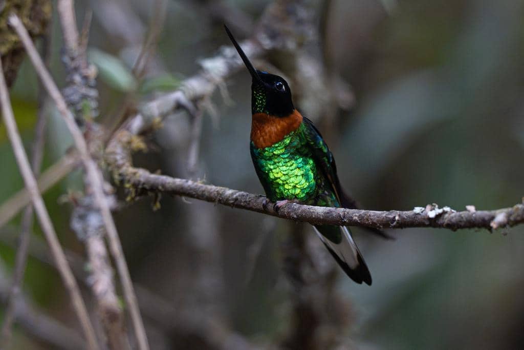5 Fakta Gould's Inca, Kolibri Eksotis dari Lereng Pegunungan Andes