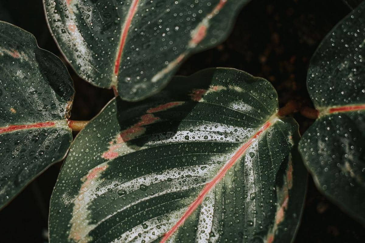 Ilustrasi calathea