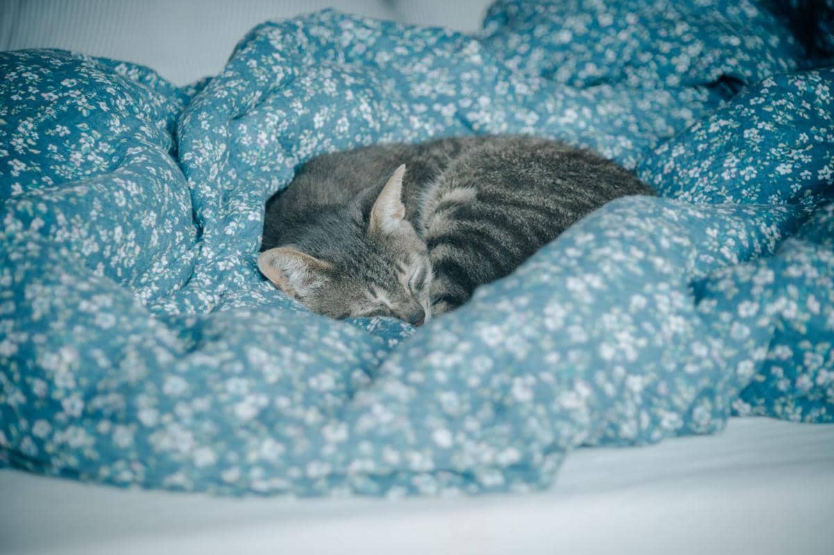 kucing tidur