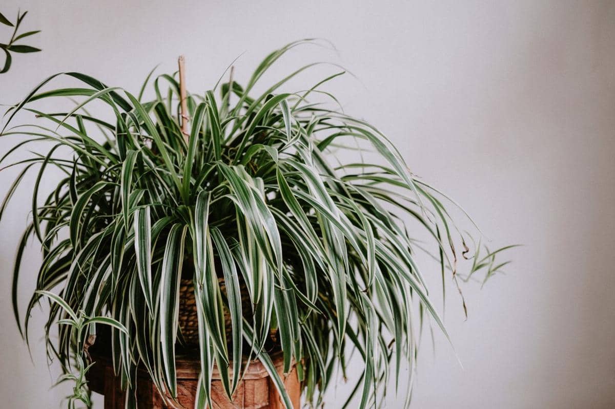Ilustrasi spider plant 