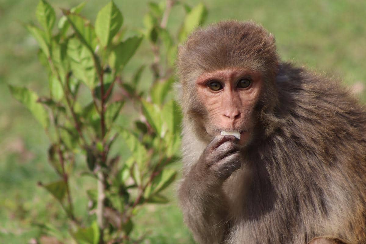 Kenapa Pendaki Dilarang Memberi Makan Hewan Liar di Gunung?