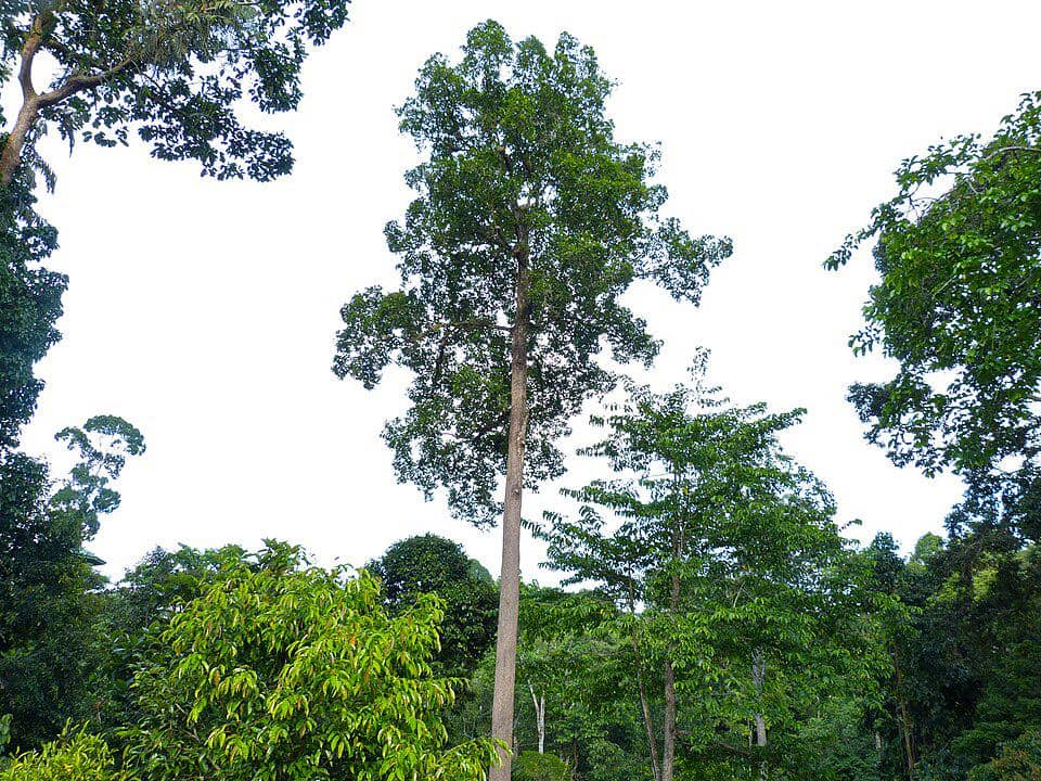 Pohon keruing