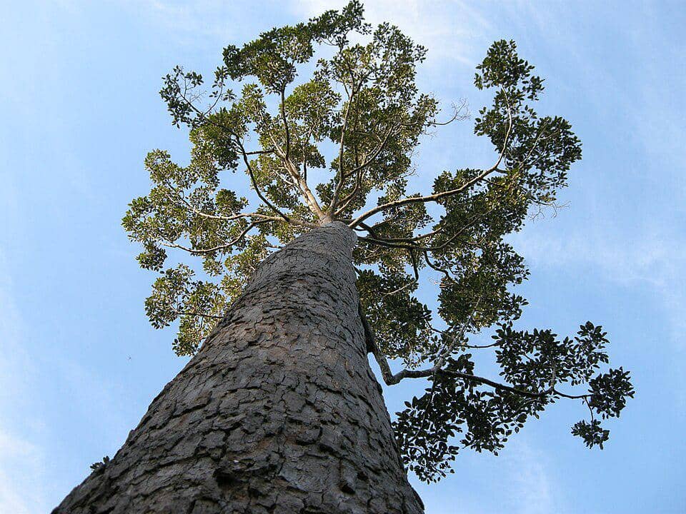 Pohon genus Dipterocarpaceae