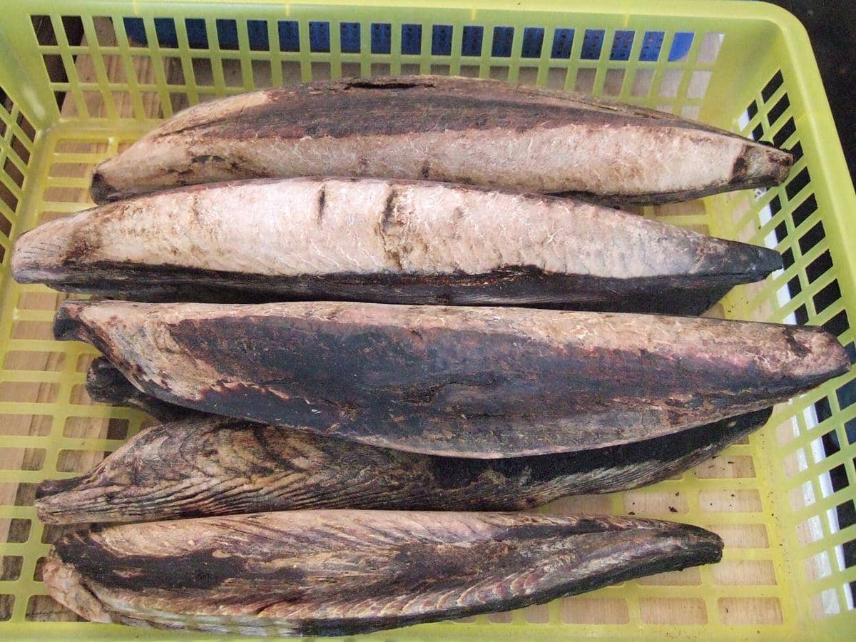 Ilustrasi katsuobushi berupa serutan ikan cakalang kering berwarna cokelat muda yang tersaji di atas latar putih.