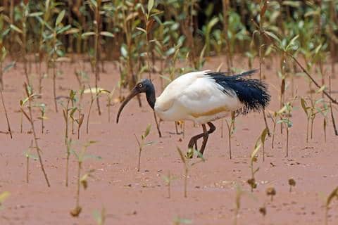 Seekor ibis suci Madagaskar dengan bulu putih dan paruh panjang melengkung berdiri di area berumput.