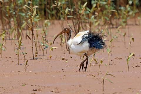 Potret ibis suci Madagaskar, burung berparuh panjang melengkung dengan bulu putih dan bagian kepala gelap.