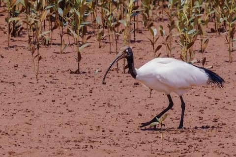 Seekor ibis suci Madagaskar berbulu putih, berkepala gelap, dan berparuh panjang berada di habitat alaminya.