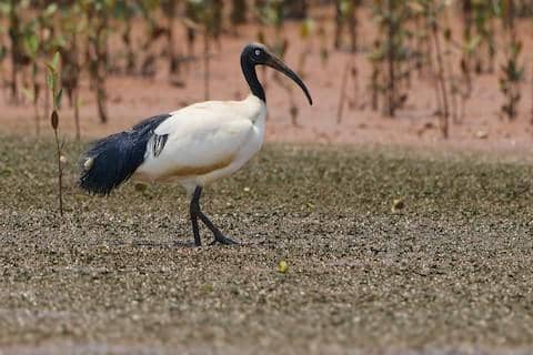 5 Fakta Malagasy Sacred Ibis, Burung Pesisir Madagaskar yang Langka