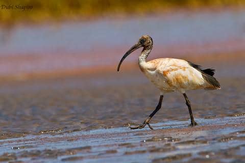 Seekor ibis suci Madagaskar berdiri di area berumput, dengan bulu putih, kepala gelap, serta paruh panjang melengkung.
