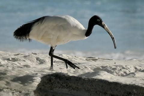 Ibis suci Madagaskar berbulu putih dengan kepala gelap dan paruh panjang melengkung, berdiri di habitat alaminya.
