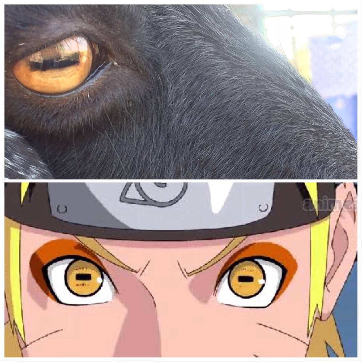 Meme Naruto tentang Sage Mode dengan ilustrasi karakter Naruto dan teks humor yang membahas transformasi tersebut.