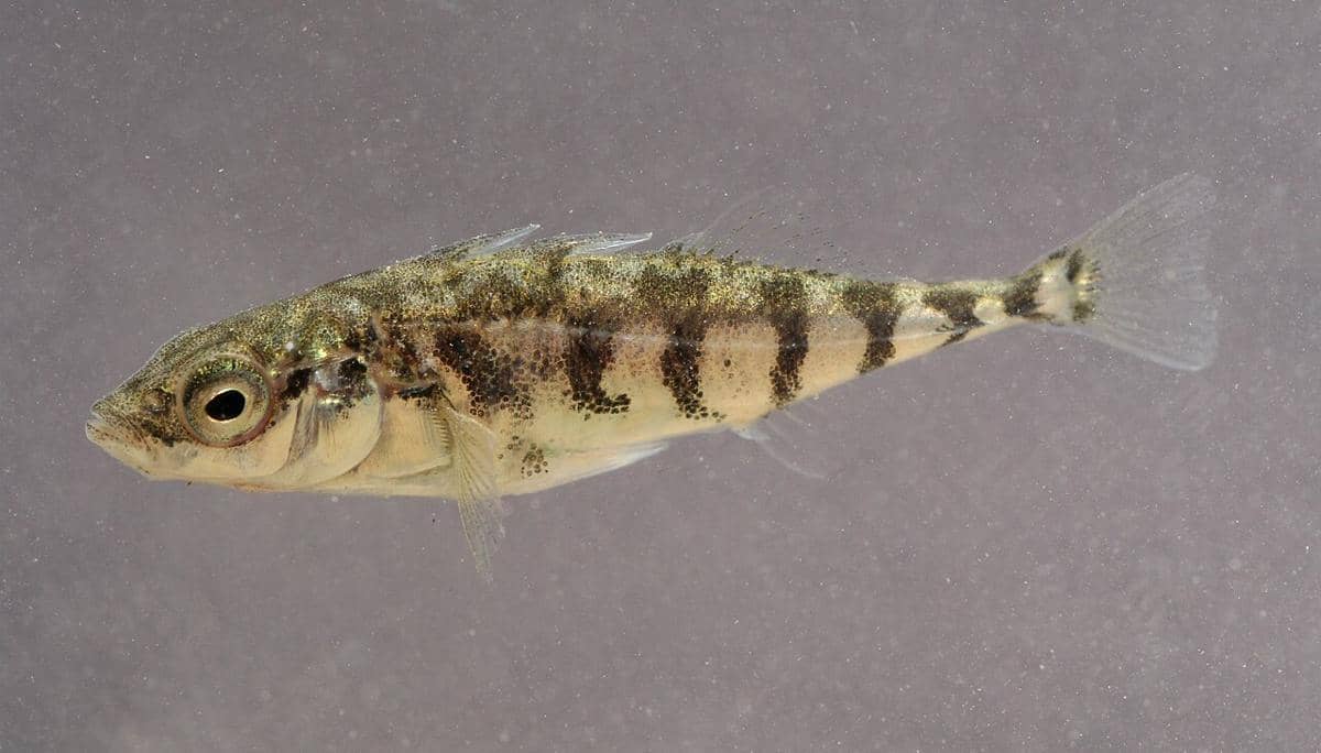 ilustrasi ikan stickleback