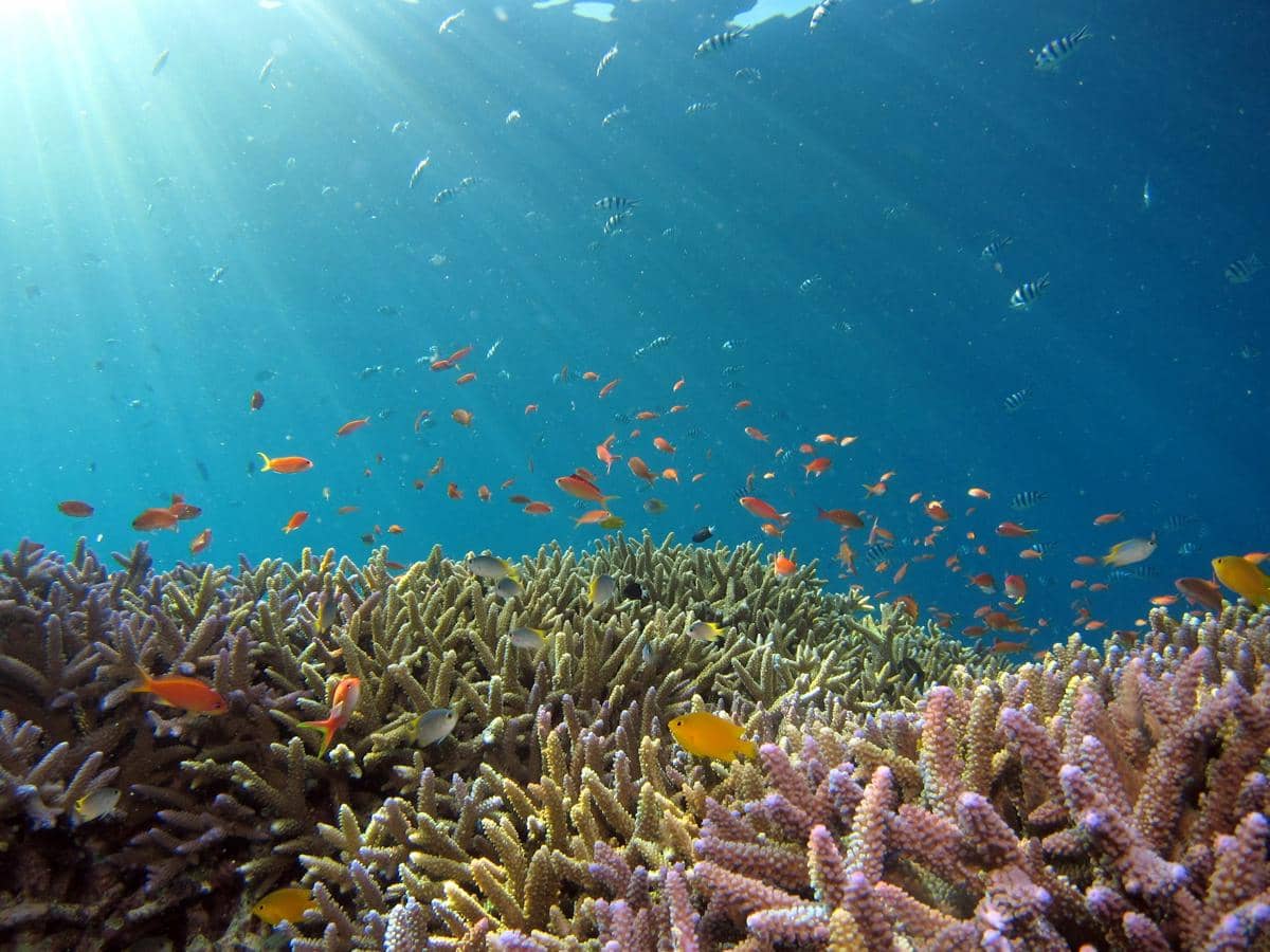 Bagaimana Ikan Mengetahui Arah di Dalam Air?