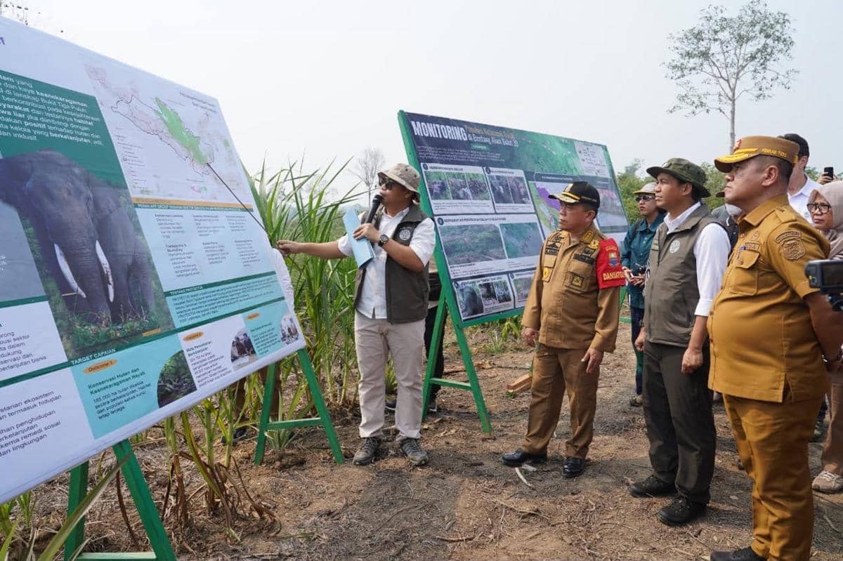 Telusuri Jalur Jelajah, Kemenhut Pasang GPS pada Gajah Sumatera di Bukit Tigapuluh