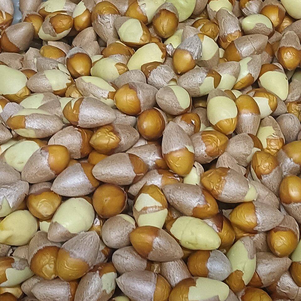 ilustrasi ginkgo nuts 