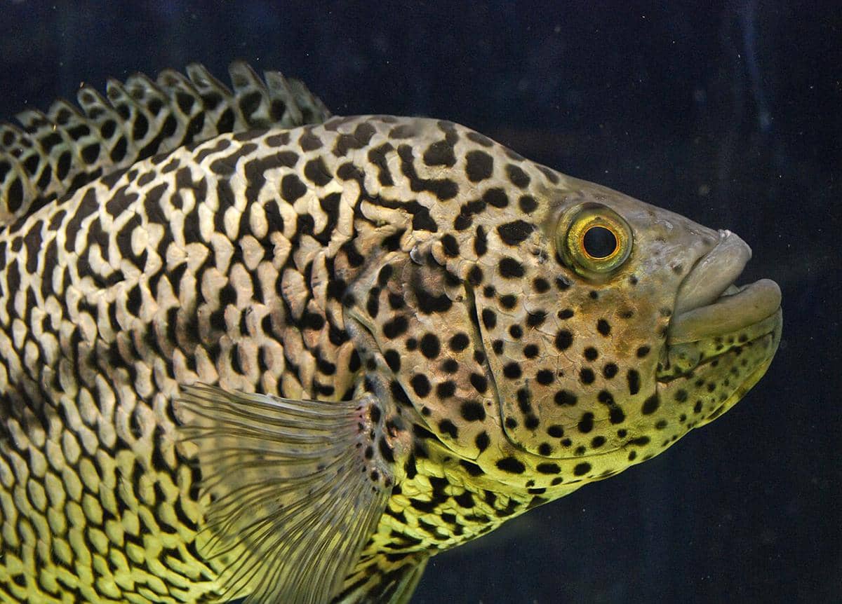 ilustrasi ikan cichlid