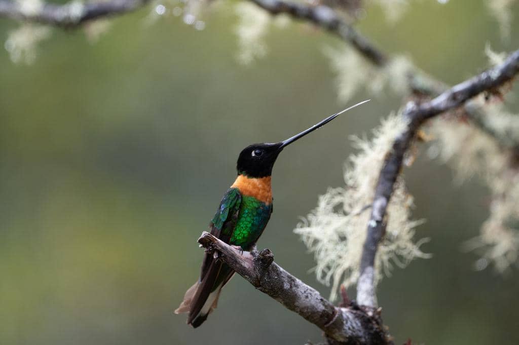 Burung Coeligena inca