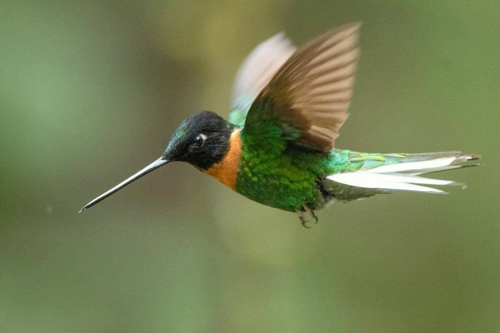 Burung Coeligena inca