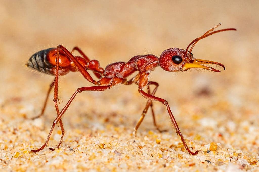 Semut Myrmecia gulosa
