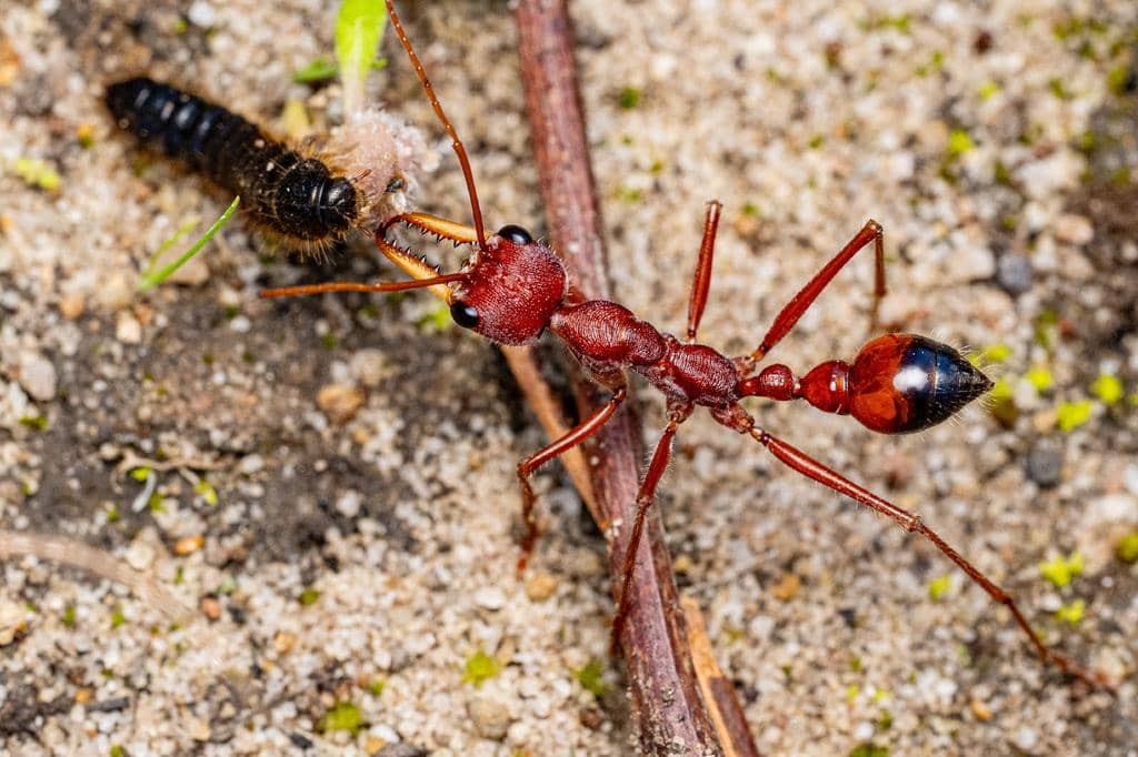 Semut Myrmecia gulosa