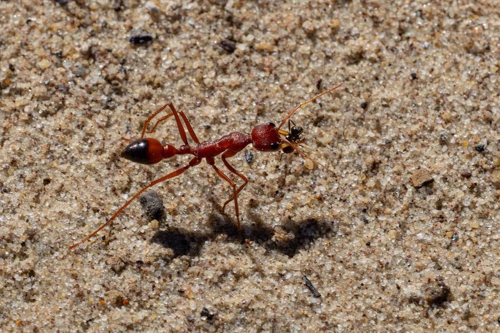 Semut Myrmecia gulosa