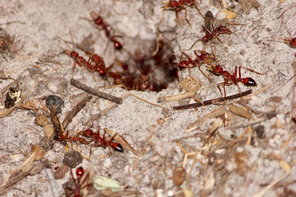 Semut Myrmecia gulosa