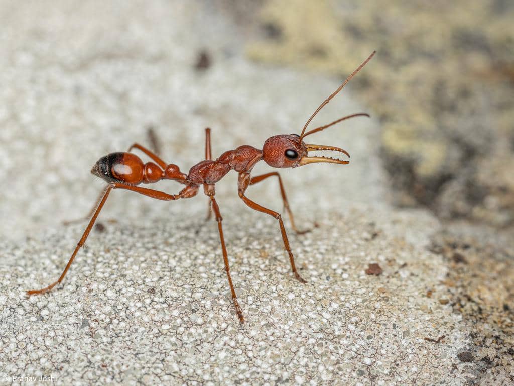 Semut Myrmecia gulosa