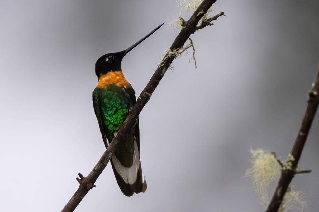 Burung Coeligena inca