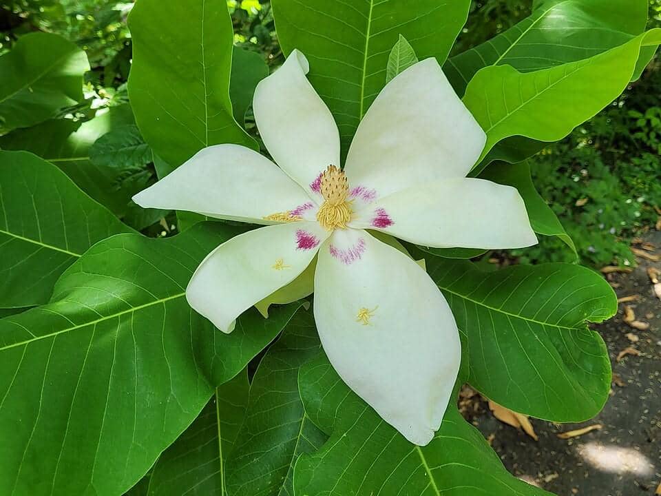 ilustrasi magnolia macrophylla