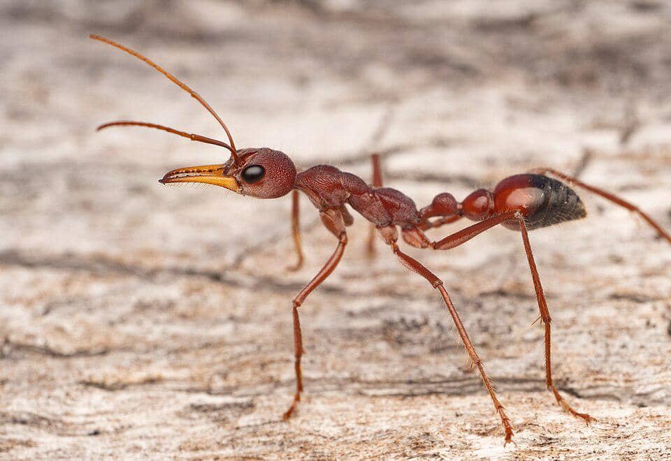 5 Fakta Menarik Red Bull Ant, Semut Pemburu dari Hutan Australia