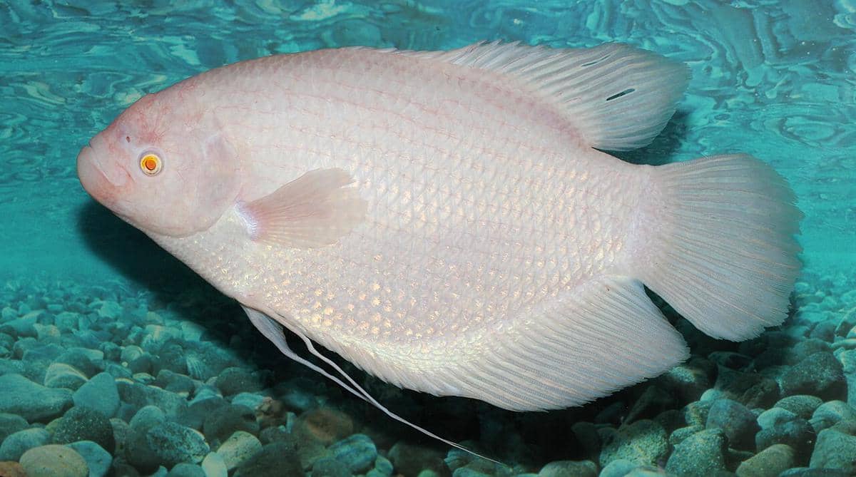 ilustrasi ikan gurami