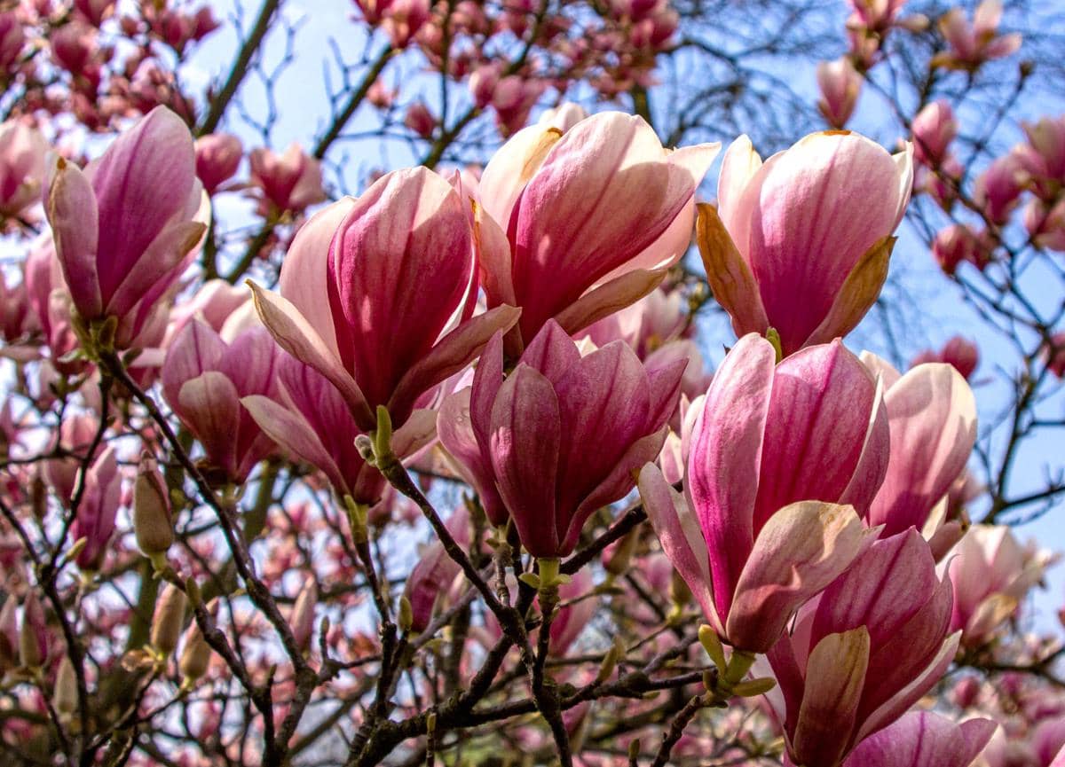 ilustrasi magnolia × soulangeana