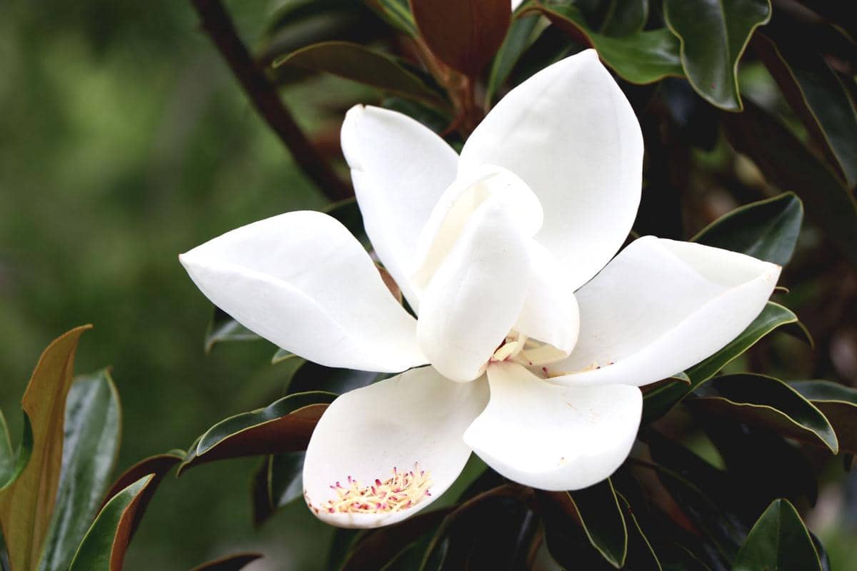ilustrasi magnolia grandiflora