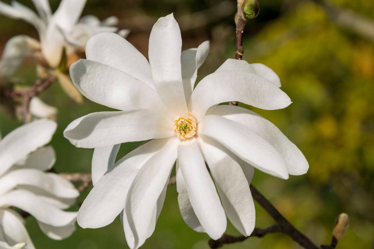 5 Jenis Tanaman Magnolia yang Wangi dan Punya Visual Menawan