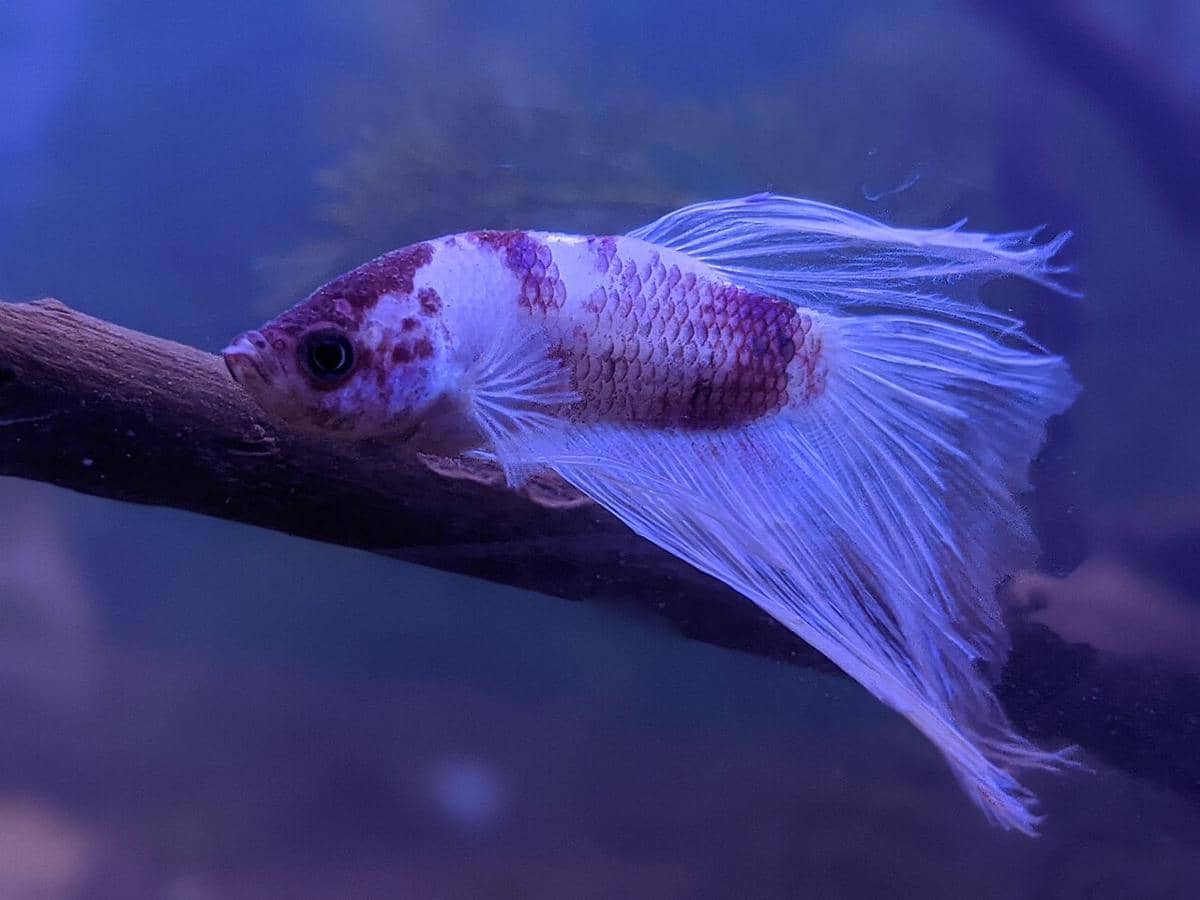 ilustrasi ikan betta