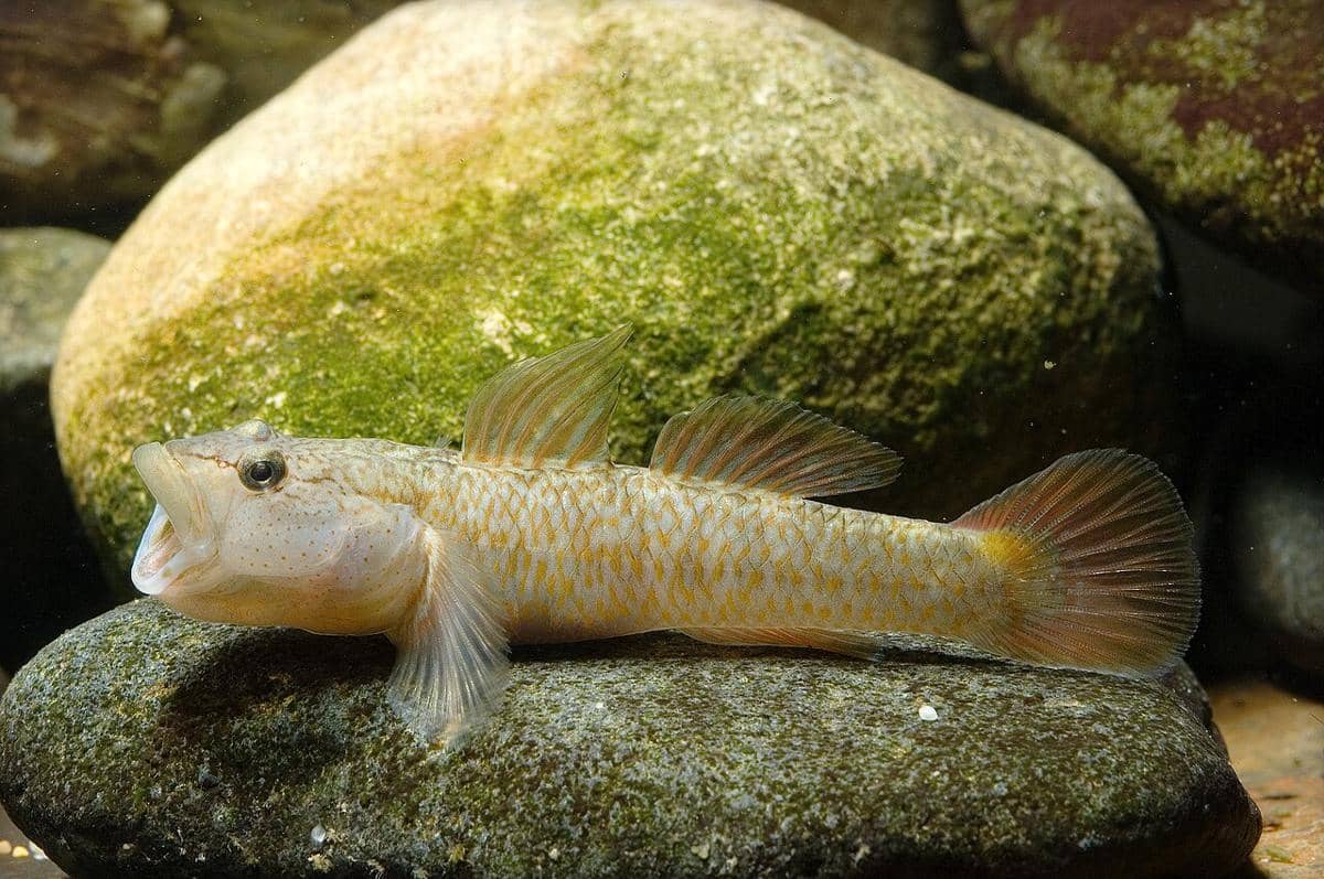 ilustrasi ikan goby