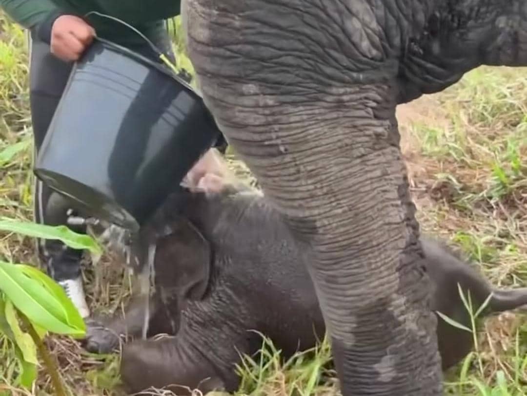 Bayi gajah Merdekawati bersama induknya, Lestari, dikelilingi para mahout yang mendampingi keduanya.