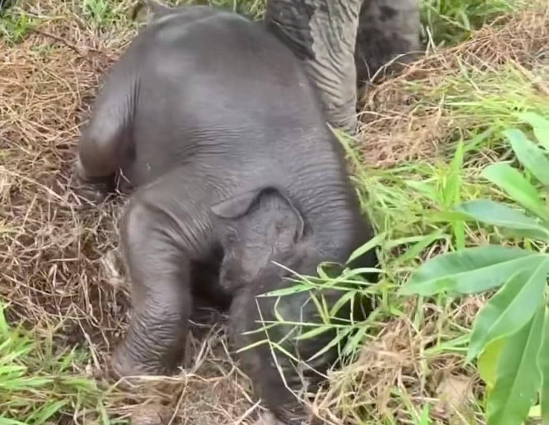 Bayi gajah Merdekawati bersama induknya, Lestari, didampingi para mahout dari BKSDA Sumatera Selatan.