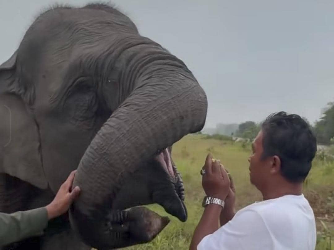 Bayi gajah Merdekawati bersama induknya, Lestari, ditemani para mahout dalam satu momen kebersamaan.