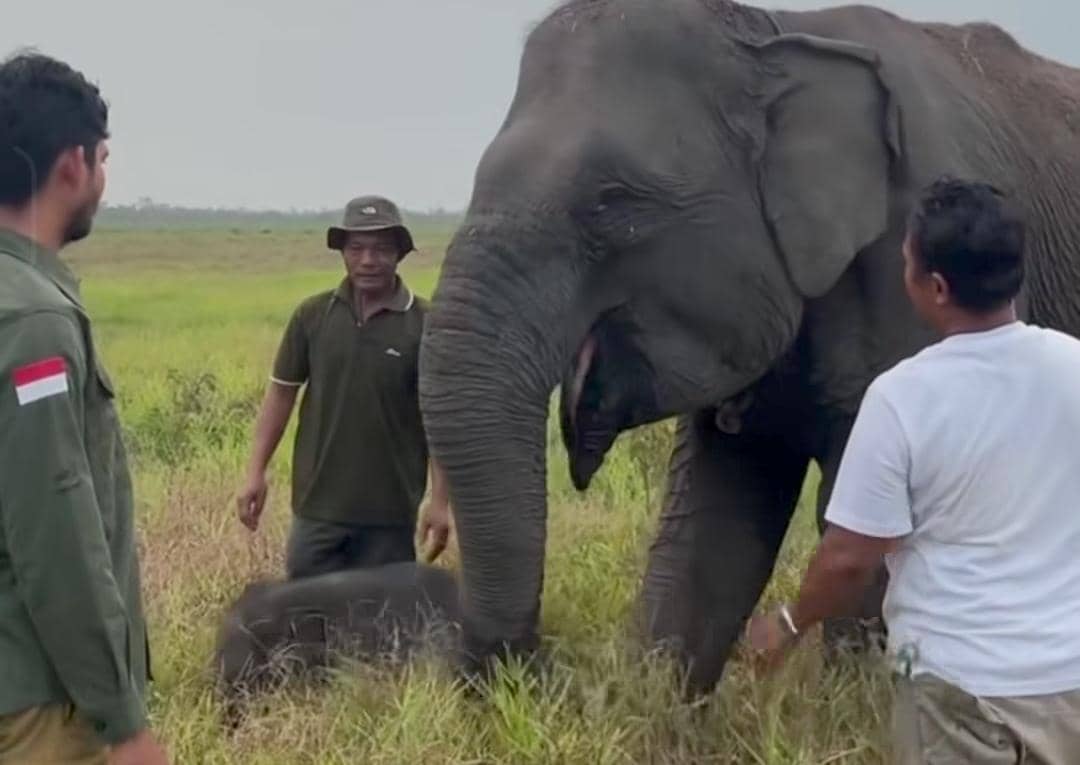 Lahir 17 Agustus, Bayi Gajah di PKG Padang Sugihan Dinamai Merdekawati